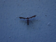 Geina tenuidactylus