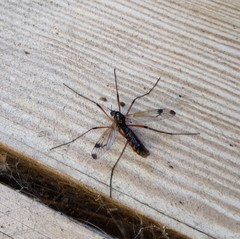 Dictenidia bimaculata