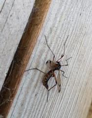 Dictenidia bimaculata