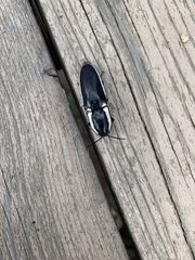 Chalcolepidius apacheanus