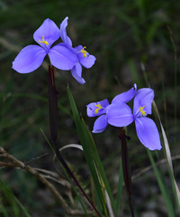 Patersonia occidentalis