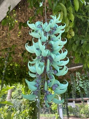 Strongylodon macrobotrys