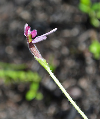 Eriochilus scaber