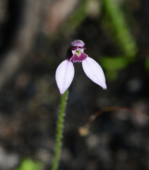 Eriochilus scaber