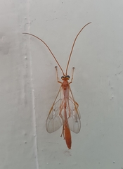 Enicospilus purgatus