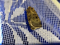 Chersotis multangula