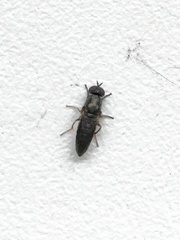 Stratiomyomorpha