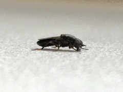 Stratiomyomorpha