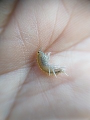 Gammarus pulex