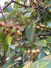 Angiospermae