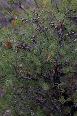 Melaleuca eriocarpa