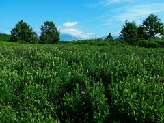 Myrica gale tomentosa