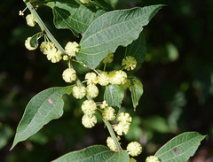 Acacia urophylla
