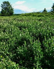 Myrica gale tomentosa