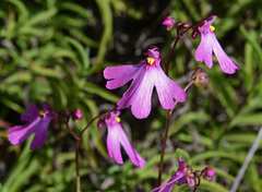 Utricularia multifida