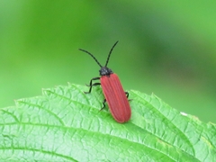 Pyropterus nigroruber