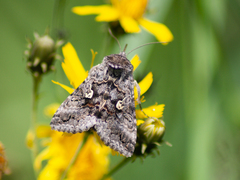 Syngrapha interrogationis