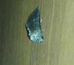 Lepidoptera