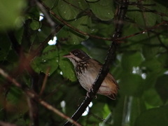 Hylopezus auricularis