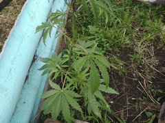 Cannabis sativa spontanea