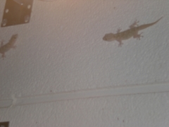 Tarentola mauritanica