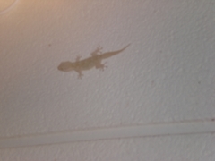 Tarentola mauritanica