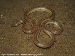 Oligodon taeniolatus