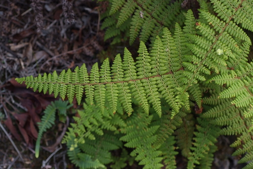 Paesia rugosula observed 2020-07-18
