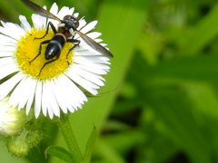 Tachinidae