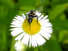 Tachinidae