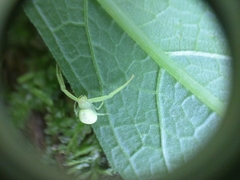 Misumessus oblongus