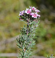 Verticordia plumosa