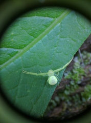 Misumessus oblongus