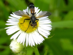 Tachinidae