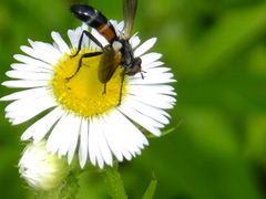 Tachinidae