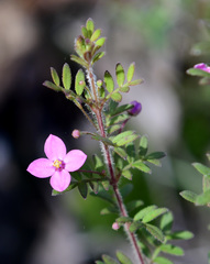 Boronia gracilipes