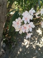 Nerium oleander