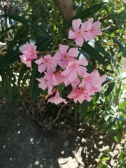 Nerium oleander