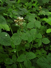 Rubus intensior