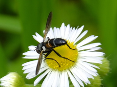 Tachinidae