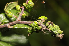 Brachycaudus helichrysi