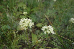 Allium flavescens