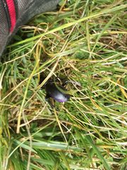 Carabus germarii