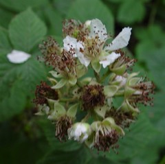 Rubus intensior