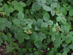 Rubus intensior