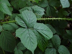 Rubus intensior