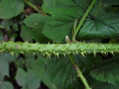Rubus intensior