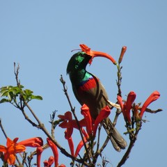 Cinnyris chalybeus albilateralis
