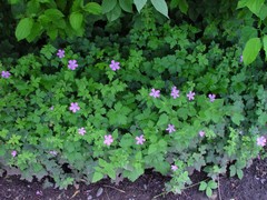 Geranium × oxonianum