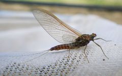 Ephemerella subvaria